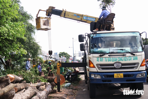 Đốn hạ hàng loạt cây xanh trên đường Trường Chinh - Ảnh 1. Công nhân đang đưa các thân gỗ đã được đốn hạ lên xe - Ảnh: TIẾN QUỐC