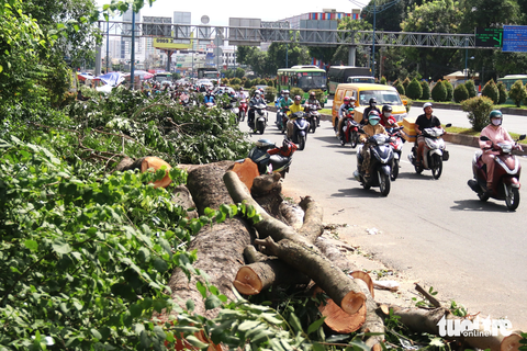 Đốn hạ hàng loạt cây xanh trên đường Trường Chinh - Ảnh 3. Hàng loạt cành, nhánh và thân cây được cắt khúc, nằm ngổn ngang trên vỉa hè đường Trường Chinh - Ảnh: TIẾN QUỐC