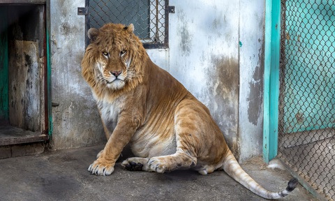 Ảnh vui 14-11: 'Trong nhà ngột ngạt quá, hở ra xíu cho thoải mái' - Ảnh 3. Đây là con liger, lai giữa sư tử và hổ: Được cái đẹp trai mà hơi mập