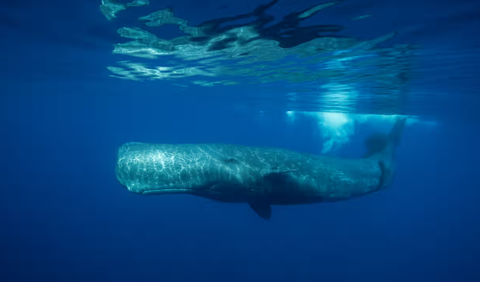 Ước tính có dưới 500 con cá nhà táng sống ở vùng biển xung quanh Dominica. Ảnh: Wildestanimal / Getty Images Ước tính có khoảng 500 con cá nhà táng sống ở vùng biển xung quanh Dominica - Ảnh: Wildestanimal/Getty Images