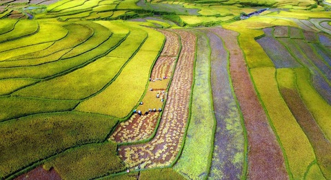 Làm bông lúa siêu to khổng lồ để định vị thương hiệu du lịch Lai Châu - Ảnh 1. Một góc cánh đồng Mường Than, huyện Than Uyên, Lai Châu - Ảnh: ANH SƠN