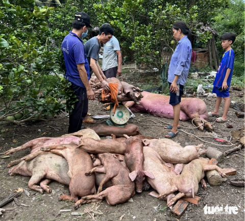 Phát hiện 15 ổ dịch tả heo Châu Phi tại Tiền Giang - Ảnh 1. Số heo bị dịch tả chuẩn bị được ngành chức năng tổ chức tiêu hủy theo đúng quy định - Ảnh: A.X