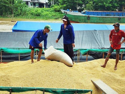 Thương lái tranh mua lúa với giá cao - Ảnh 1. Giá lúa thu đông được nông dân bán cho thương lái với giá 9.400 đồng/kg, tăng gần 1.000 đồng/kg so với vụ hè thu - Ảnh: BỬU ĐẤU