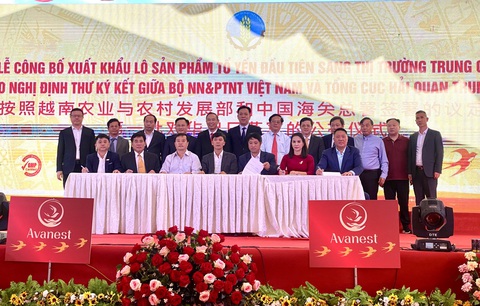 Đặc sản đắt đỏ của Việt Nam chính thức có mặt tại thị trường Trung Quốc - Ảnh 3. Tại buổi lễ, Công ty cổ phần dinh dưỡng Avanest Việt Nam đã ký hợp tác với một số hiệp hội yến các tỉnh, cũng như đối tác Trung Quốc để chuẩn bị cho các lô hàng xuất khẩu tiếp theo - Ảnh: C.TUỆ