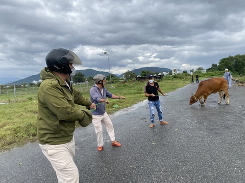 Một phường ở Đà Nẵng thuê thợ lò mổ, huy động cán bộ bắt giữ bò thả rông- Ảnh 1. Người bắt bò thuê tại phường Hòa Minh "áp giải" con bò thả rông đưa về xử lý