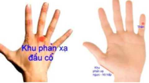 Liệu pháp tự nhiên trị viêm phế quản - Ảnh 2. Kích thích các khu phản xạ trên bàn tay sẽ giúp cải thiện bệnh viêm phế quản - Ảnh BSCC