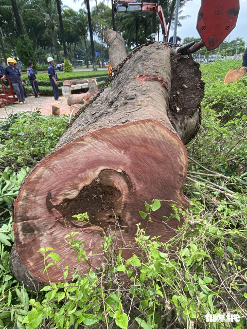Cây cổ thụ trong công viên Gia Định sam bọng nặng, mất an toàn - Ảnh 1. Thân cây cổ thụ thuộc giống sọ khỉ trong công viên Gia Định vừa bị đốn hạ đã hư hại nặng - Ảnh: Công ty cây xanh