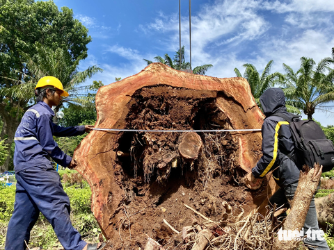 Gốc cây cổ thụ trong công viên Gia Định hư gần hết, không đốn rất nguy hiểm - Ảnh 2. Nhân viên cây xanh đo đạc để báo cáo cơ quan chức năng về hiện trạng cây - Ảnh: TIẾN QUỐC