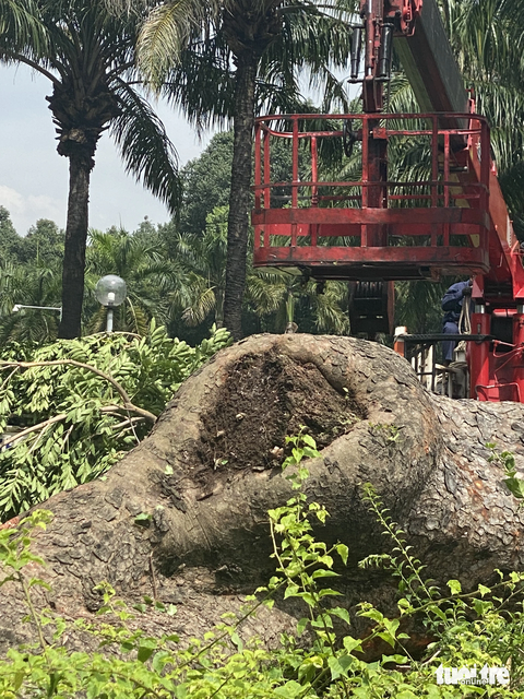 Cây cổ thụ trong công viên Gia Định sam bọng nặng, mất an toàn - Ảnh 2. Phần thân cây cũng bị hư hại - Ảnh: Công ty cây xanh