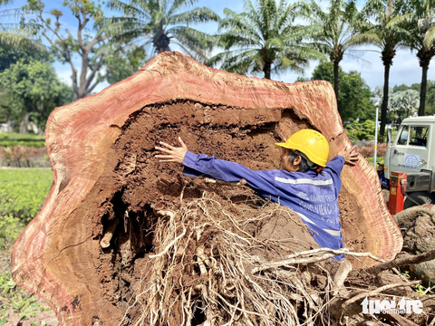 Gốc cây cổ thụ trong công viên Gia Định hư gần hết, không đốn rất nguy hiểm - Ảnh 6. Phần lõi cây sọ khỉ ở phía gốc đã mục gần như hoàn toàn - Ảnh: TIẾN QUỐC
