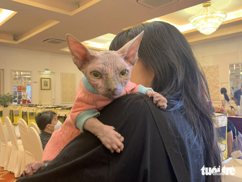 Bé mèo không lông gây chú ý - Ảnh: HOÀI PHƯƠNG Bé mèo không lông gây chú ý - Ảnh: HOÀI PHƯƠNG