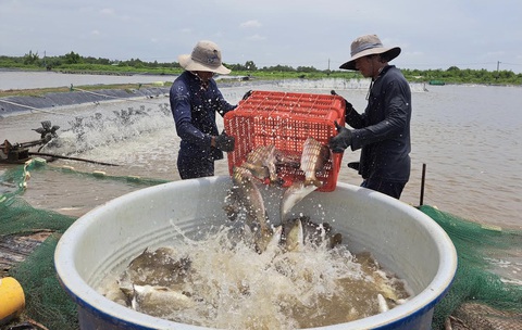 Người nuôi cá chẽm lỗ nặng vì giá bán giảm mạnh - Ảnh 1. Thu hoạch cá chẽm tại một trang trại ở Sóc Trăng - Ảnh: KHẮC TÂM