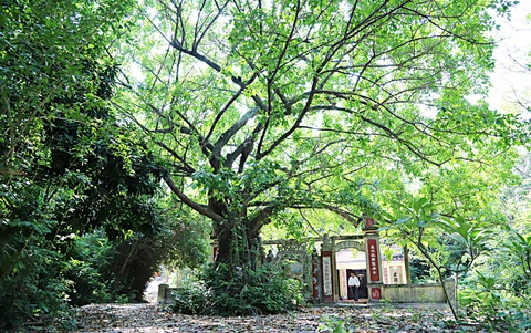 Dân làng Trung Sơn bao đời đã tâm huyết bảo vệ rừng cây, di tích và cát trắng của làng - Ảnh: ĐOÀN CƯỜNG Dân làng Trung Sơn bao đời đã tâm huyết bảo vệ rừng cây, di tích và cát trắng của làng - Ảnh: ĐOÀN CƯỜNG