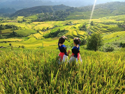 Thủ tướng yêu cầu Lai Châu quy hoạch và khai thác tiềm năng đất hiếm - Ảnh 4. Mùa lúa chín ở Tả Lèng, huyện Tam Đường, tỉnh Lai Châu - Ảnh: SÙNG THỊ MÀO