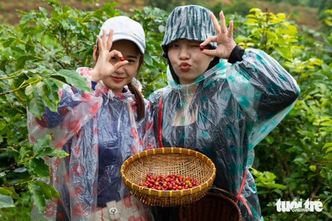 Du khách chi tiền để thăm và hái cà phê cho chủ vườn - Ảnh 1. Du khách trải nghiệm tour khám phá cà phê đầu tiên ở huyện Hướng Hóa - Ảnh: HOÀNG TÁO
