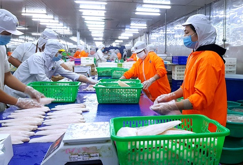 Xuất khẩu cá tra đã khởi sắc hơn nhưng giá cá tra bán ra vẫn thấp hơn giá thành khoảng 2.000 đồng/kg khiến nhiều người nuôi cá lỗ nặng - Ảnh: BỬU ĐẤU Xuất khẩu cá tra đã khởi sắc hơn nhưng giá cá tra bán ra vẫn thấp hơn giá thành khoảng 2.000 đồng/kg khiến nhiều người nuôi cá lỗ nặng - Ảnh: BỬU ĐẤU