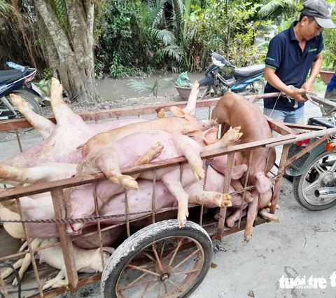 Dịch tả heo châu Phi lan rộng 8/11 huyện, thị của tỉnh Tiền Giang - Ảnh 1. Số heo bị dịch tả chuẩn bị được ngành chức năng tiêu hủy - Ảnh: H.T.