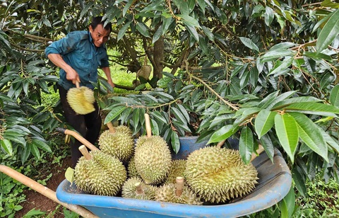 Xuất khẩu rau quả tháng 11 giảm mạnh vì sầu riêng hết mùa- Ảnh 1. Hết chính vụ, lượng sầu riêng xuất khẩu hiện đã giảm mạnh - Ảnh: N.TRÍ