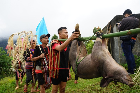 Lễ cúng máng nước thiêng liêng của người Ca Dong- Ảnh 5. Con heo được khiêng vào phục vụ lễ cúng - Ảnh: P.T.