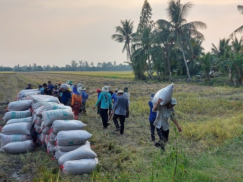 Lúa gạo tăng giá, tổ chức hội thảo tìm giải pháp để nông dân hưởng lợi lâu dài- Ảnh 2. Giá lúa gạo tăng cao khiến người trồng lúa tại miền Tây rất phấn khởi - Ảnh: CHÍ CÔNG