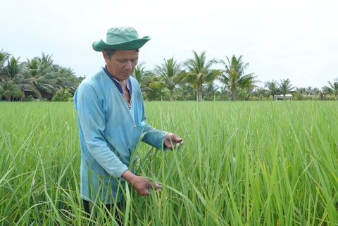 Mở rộng sản xuất lúa gạo bền vững, gạo sạch, cơm ngon- Ảnh 1. Trồng lúa chất lượng cao theo hướng phát triển bền vững tại huyện Long Mỹ, tỉnh Hậu Giang - Ảnh: THẾ KIỆT