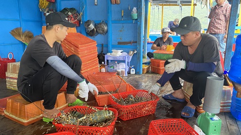 Trung Quốc ngừng nhập khẩu tôm hùm bông: Gỡ vướng thế nào?- Ảnh 1. Người dân ở vịnh Vũng Rô (thị xã Đông Hòa, Phú Yên) xuất bán tôm hùm - Ảnh: NGUYỄN HOÀNG