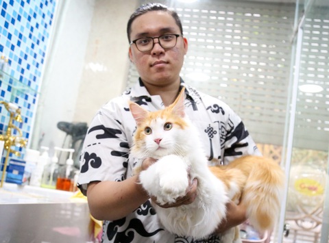 Luyện mèo đi thi 'hoa hậu'- Ảnh 3. Anh Nguyễn Hữu Tuấn đang chăm sóc chú mèo đã chinh chiến các cuộc thi và “ẵm” nhiều giải - Ảnh: PHƯƠNG QUYÊN