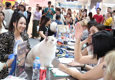 Luyện mèo đi thi 'hoa hậu'- Ảnh 1. Ai cũng muốn mèo mình thi đạt “hoa hậu” nên chăm sóc rất kỹ - Ảnh: DIỆU QUÍ