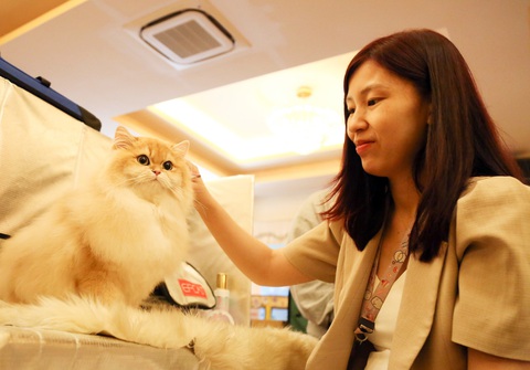 Luyện mèo đi thi 'hoa hậu'- Ảnh 4. Chị Nguyễn Phạm Phương Thy gắn bó dịch vụ grooming chuyên nghiệp sau khi học ở Thái Lan về - Ảnh: PHƯƠNG QUYÊN