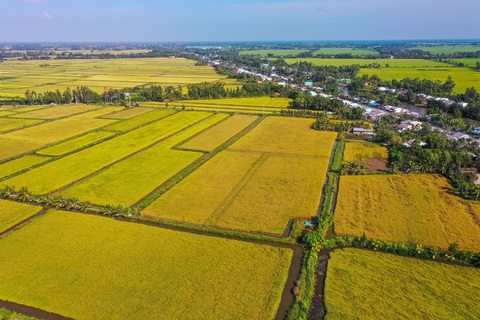 Bài toán lúa gạo cho Việt Nam- Ảnh 1. Cánh đồng lúa ở Bạc Liêu - Ảnh: QUANG ĐỊNH