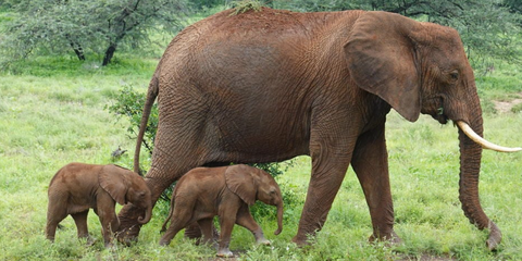 Mother elephant by the name Alto with her female twin calves at Samburu National Reserve. Courtesy of Save the Elephants Voi mẹ Alto và cặp voi con sinh đôi trong Khu bảo tồn quốc gia Samburu - Ảnh: Save the Elephants