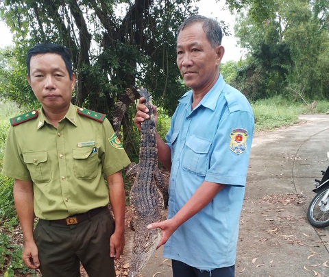 Đã bắt được hết cá sấu sổng chuồng ra hồ nước công viên Kiên Giang- Ảnh 1. Con cá sấu cuối cùng sổng chuồng ra hồ nước công viên đã được cơ quan chức năng địa phương đặt dớn bắt được - Ảnh: HIẾU THUẬN
