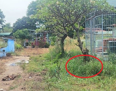 Phát hiện thi thể người đàn ông trong nghĩa trang Bình Hưng Hòa- Ảnh 1. Khu vực người dân phát hiện thi thể người đàn ông nằm cạnh gốc cây trong nghĩa trang Bình Hưng Hòa - Ảnh: NGỌC KHẢI
