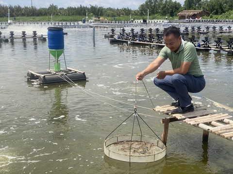 'Đại gia' nuôi tôm chia sẻ kinh nghiệm phòng bệnh trên tôm- Ảnh 1. Cần áp dụng các kỹ thuật tổng hợp để nuôi theo thành công - Ảnh: KHẮC TÂM