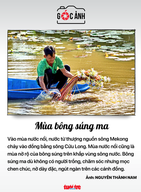 Mùa bông súng ma - Ảnh: NGUYỄN THÀNH NAM Mùa bông súng ma - Ảnh: NGUYỄN THÀNH NAM