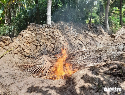 Dịch tả heo châu Phi bùng phát mạnh tại Tiền Giang, tiêu hủy hơn 80 tấn heo bệnh- Ảnh 3. Số heo bị dịch tả chuẩn bị được ngành chức năng tiêu hủy - Ảnh: HOÀI THƯƠNG