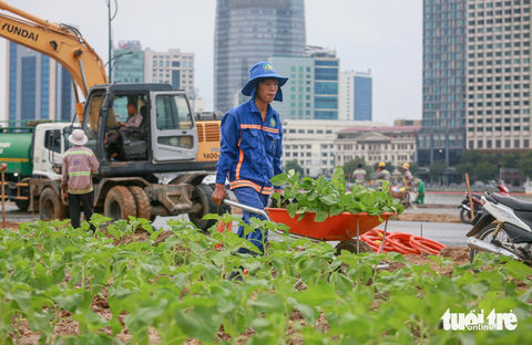 Trồng 15.000 cây hướng dương, bờ sông Sài Gòn phía Thủ Thiêm chờ ngày rực rỡ- Ảnh 1. 15.000 hoa hướng dương cùng cây xanh, tiểu cảnh dọc theo bờ sông Sài Gòn phía Thủ Thiêm đã được trồng - Ảnh: CHÂU TUẤN
