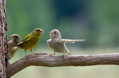 'Chú kangaroo đánh đàn' thắng 'Ảnh động vật hoang dã hài hước'- Ảnh 5. Tác phẩm "Dispute" (Tạm dịch: Cuộc cãi vã) của Jacek Stankiewicz.