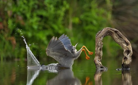 'Chú kangaroo đánh đàn' thắng 'Ảnh động vật hoang dã hài hước'- Ảnh 2. Tác phẩm "Unexpected Plunge" (Tạm dịch: Cú nhảy không mong đợi) của Vittorio Ricci.