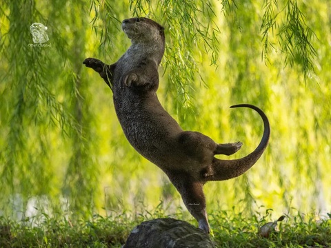 'Chú kangaroo đánh đàn' thắng 'Ảnh động vật hoang dã hài hước'- Ảnh 9. Tác phẩm "Otter Ballerina" (Tạm dịch: Điệu ballet của rái cá) của Otter Kwek.