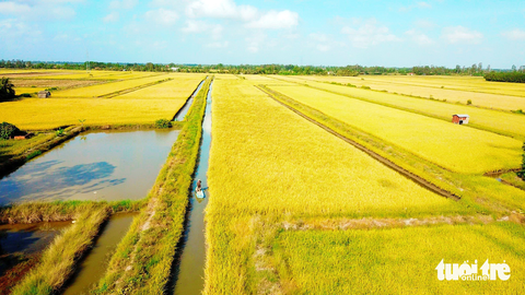 Bộ trưởng Lê Minh Hoan chúc mừng Tuổi Trẻ: Tờ báo mang sứ mạng kiến tạo sự phát triển- Ảnh 1. Vùng lúa tôm thuộc huyện Hồng Dân (Bạc Liêu) - mô hình sản xuất nông nghiệp tích hợp mà Bộ trưởng Lê Minh Hoan rất ấn tượng khi ông về thăm trong dịp hội thảo về lúa tôm do báo Tuổi Trẻ tổ chức năm 2022 - Ảnh: CHÍ QUỐC