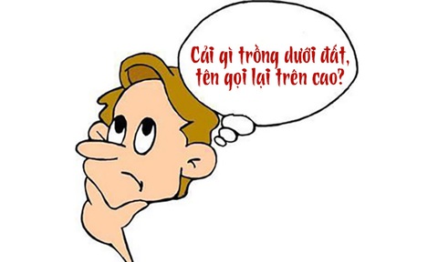 Câu đố hack não: Cải gì trồng dưới đất, tên gọi lại trên cao?- Ảnh 1. Câu đố hack não: Cải gì trồng dưới đất, tên gọi lại trên cao?- Ảnh 1.
