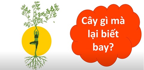 Câu đố hack não: Cải gì trồng dưới đất, tên gọi lại trên cao?- Ảnh 7. Câu đố hack não: Cải gì trồng dưới đất, tên gọi lại trên cao?- Ảnh 7.