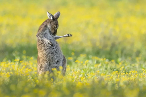 'Chú kangaroo đánh đàn' thắng 'Ảnh động vật hoang dã hài hước'- Ảnh 1. Bức ảnh có tên