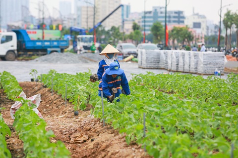 Thêm phương án thiết kế bờ sông Sài Gòn phía Thủ Thiêm- Ảnh 10. 15.000 cây hoa hướng dương đã được trồng để phục vụ người dân đến tham quan dịp Tết dương lịch - Ảnh: CHÂU TUẤN