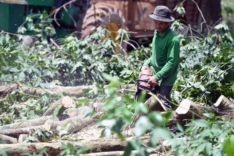 Trước 15-11 phải có giá đất bồi thường cho dự án cao tốc Biên Hòa - Vũng Tàu - Ảnh 3. Nhân công cưa hạ cao su lấy mặt bằng làm cao tốc Biên Hòa - Vũng Tàu, đoạn qua địa bàn xã Long Đức, huyện Long Thành, tỉnh Đồng Nai - Ảnh: A LỘC