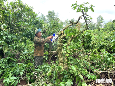 Đến nay nhiều hộ dân tự nguyện cắt bỏ cây trồng, giao đất cho dự án đường tránh Đông nhưng việc bồi thường chưa thực hiện - Ảnh: TÂM AN Đến nay nhiều hộ dân tự nguyện cắt bỏ cây trồng, giao đất cho dự án đường tránh Đông nhưng việc bồi thường chưa thực hiện - Ảnh: TÂM AN