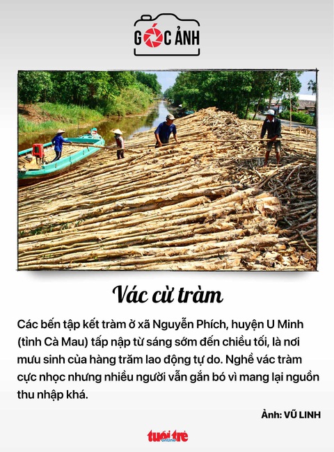 Vác cừ tràm - Ảnh: VŨ LINH Vác cừ tràm - Ảnh: VŨ LINH