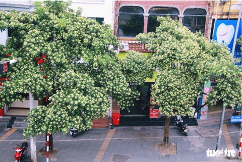 Độc đáo hương thu Hà Nội: Hoa sữa chứa những hợp chất quý bất ngờ - Ảnh 1. Hoa sữa trên đường Nguyễn Chí Thanh - Ảnh: DANH TRỌNG