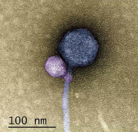 Hình ảnh thể thực khuẩn vệ tinh Streptomyces MiniFlayer (màu tím) bám vào cổ của vi rút trợ giúp, thể thực khuẩn Streptomyces MindFlayer (màu xám) - Ảnh: CC BY-SA Hình ảnh thể thực khuẩn vệ tinh Streptomyces MiniFlayer (màu tím) bám vào cổ của vi rút trợ giúp, thể thực khuẩn Streptomyces MindFlayer (màu xám) - Ảnh: CC BY-SA